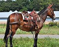 beginner-quarter-horse