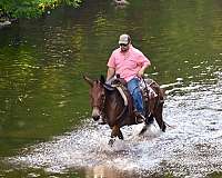 husband-safe-quarter-horse