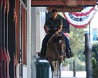 bay-roan-husband-safe-donkey