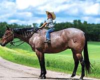 bay-roan-sock-horse