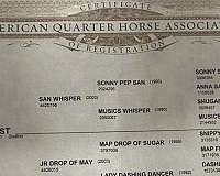 quarter-horse