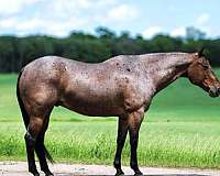 ranch-work-quarter-horse