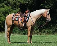 palomino-star-horse