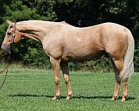 all-around-quarter-horse