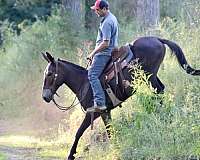 family-horse-quarter