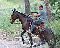 trail-quarter-horse