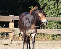 ranch-work-quarter-horse