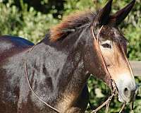 family-horse-quarter