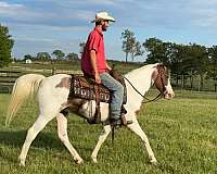 bay-roan-star-horse