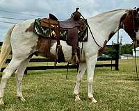 all-around-quarter-horse