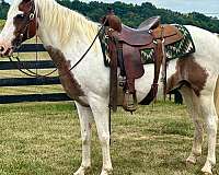 beginner-quarter-horse