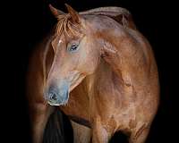 athletic-quarter-horse