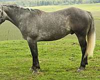 quarter-horse