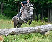 ranch-work-quarter-horse