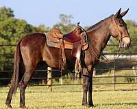 ranch-work-quarter-horse