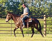 family-horse-quarter