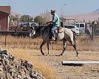 big-boy-quarter-pony