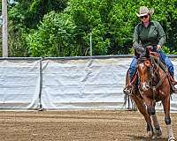 bay-3-white-pasterns-horse