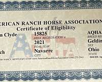 ranch-riding-quarter-horse