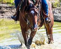 3-white-pasterns-horse