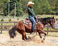 calf-roping-quarter-horse