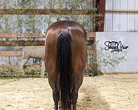 barrel-quarter-horse