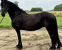 cfha-mare-broodmare