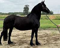 available-friesian-horse