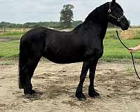 baroque-friesian-horse