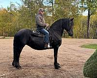 broodmare-friesian-horse