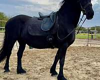 draft-friesian-horse