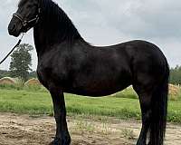 friesian-mare