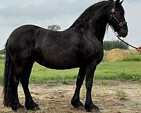 available-friesian-horse