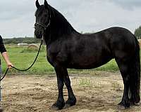 baroque-friesian-horse