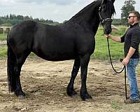 all-friesian-horse