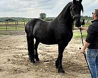 athletic-friesian-horse