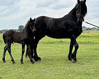 pampered-friesian-horse