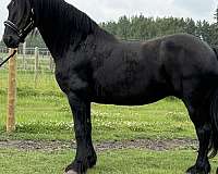 friesian-mare