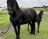 sassy-friesian-horse