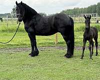 anton-friesian-horse