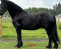 available-friesian-horse