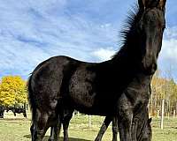 friesian-colt