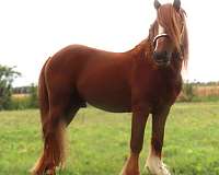 chestnut-all-around-horse