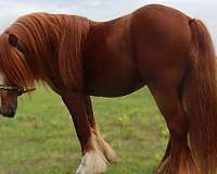 chestnut-cross-horse