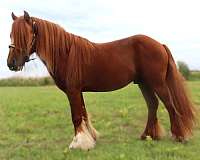 chestnut-draft-horse