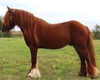 chestnut-halter-horse