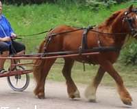 chestnut-parade-horse