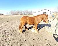 chestnut-stallion-horse