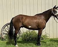 hunt-seat-equit-gelding