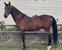 athletic-dutch-warmblood-horse